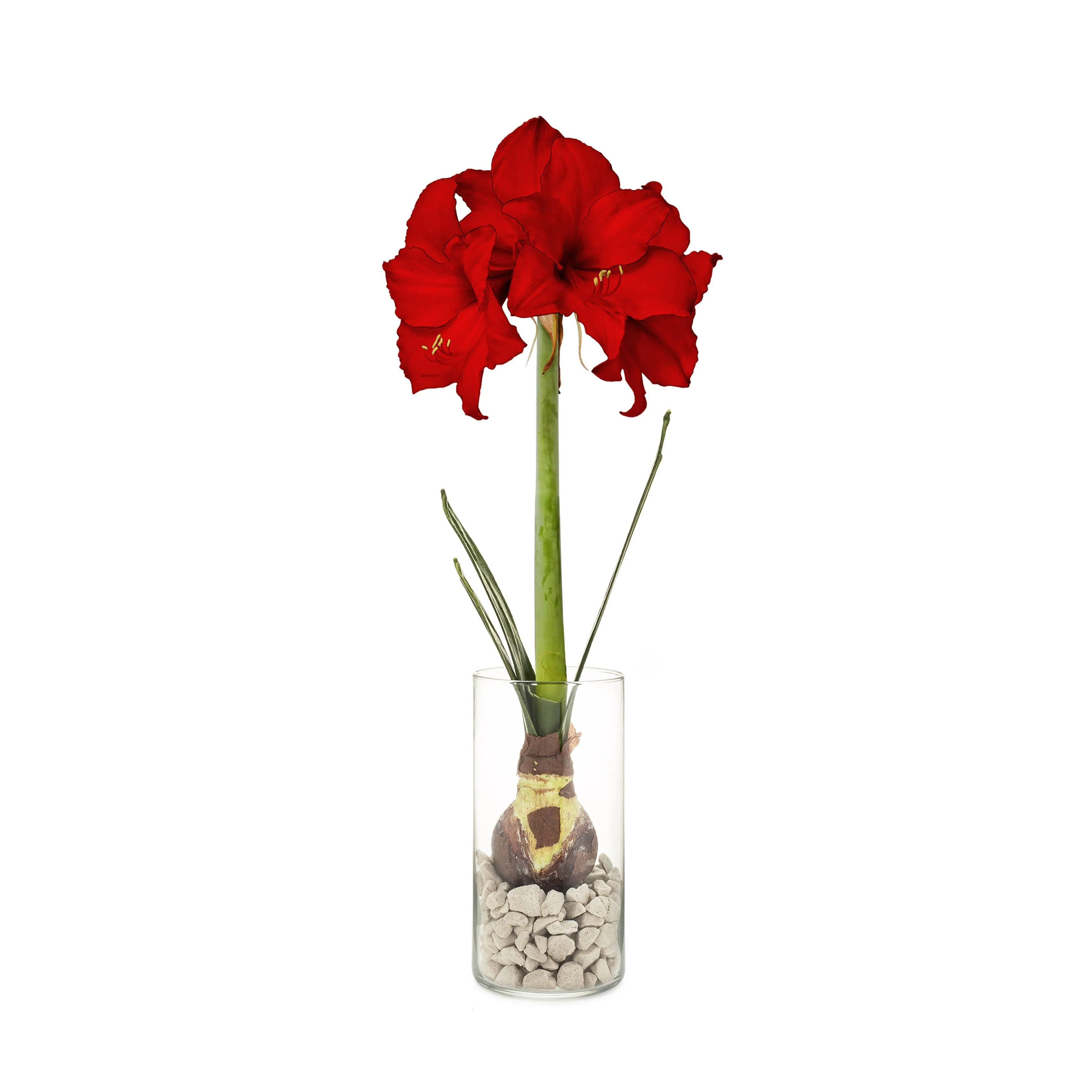 Winter Bulb Kits
